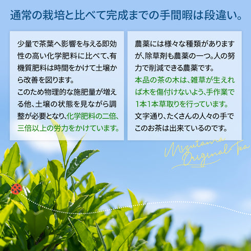 農薬も化学肥料も使わないで育てたお茶 和紅茶ティーバッグ 2.5g×50p